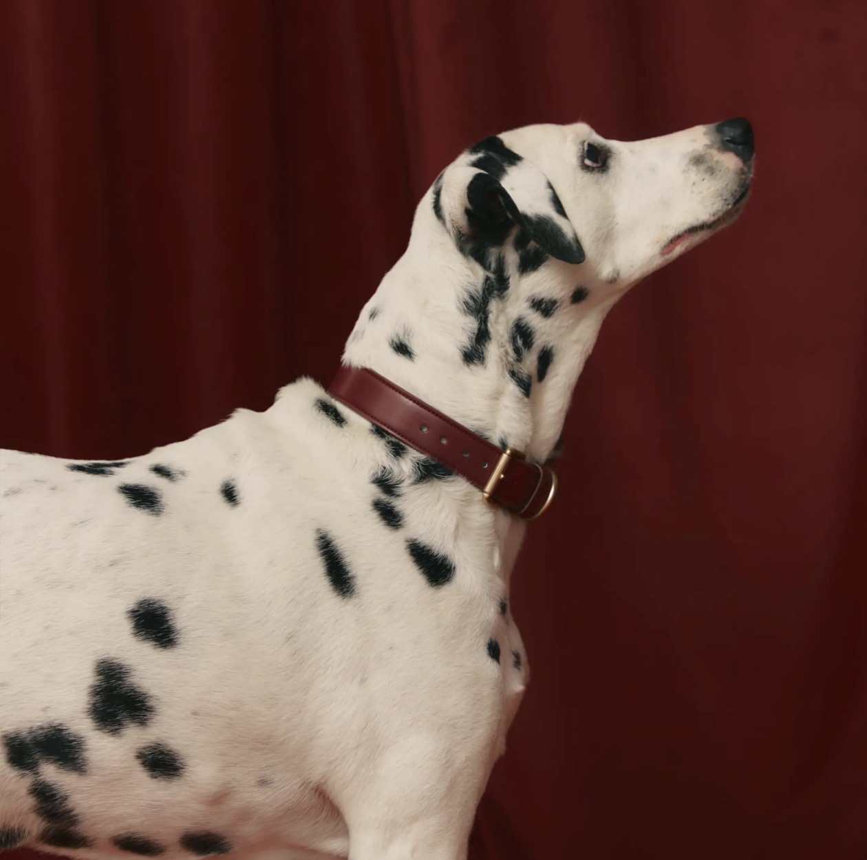 Luxe leren halsbanden voor honden